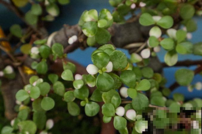 金枝玉叶生虫了别扔，学会这4步，轻松处理