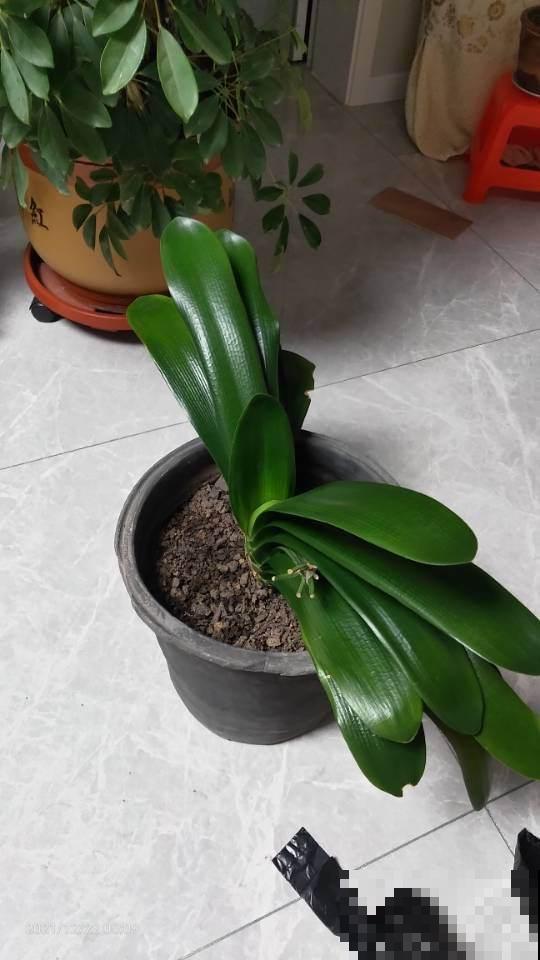 4种花，叶子不能碰水，一喷水就完蛋，千万注意