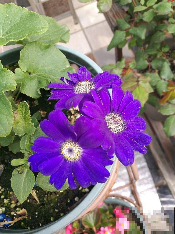 4种“一次性”花,开完了就扔,很难再养活 4种“一次性”花,开完了就扔,很难再养活