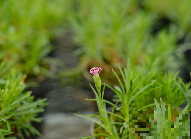 康乃馨底部干叶子,主要和这4点有关,养护注意就能避免 康乃馨底部干叶子,主要和这4点有关,养护注意就能避免
