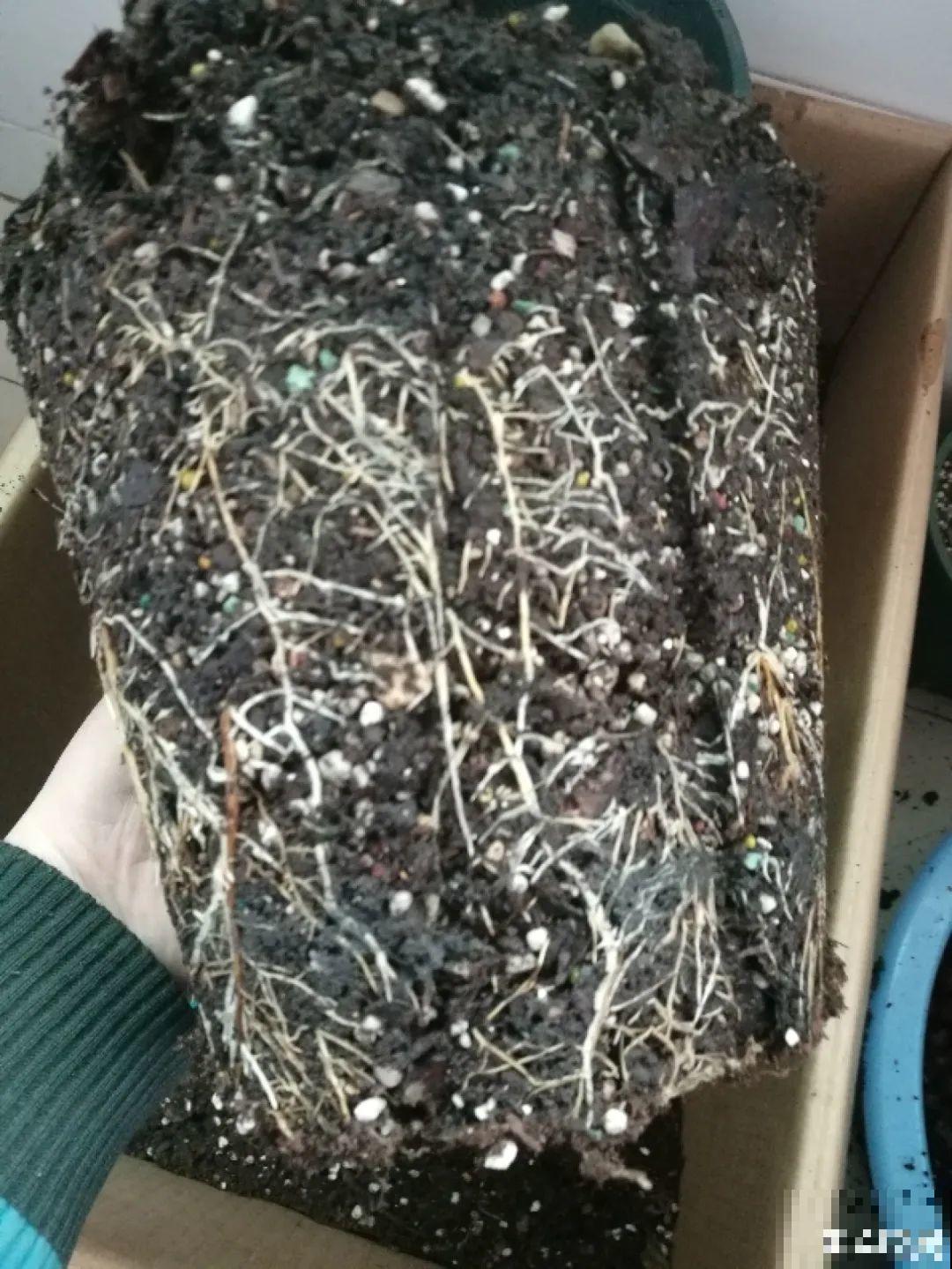 花园三剑客也要换盆,越冷长得越旺,明年呼呼开花 花园三剑客也要换盆,越冷长得越旺,明年呼呼开花