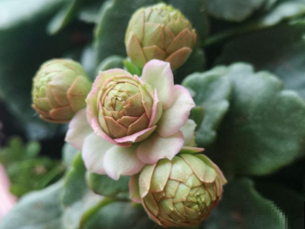 4个好习惯，春天养护长寿花，还能接着爆盆