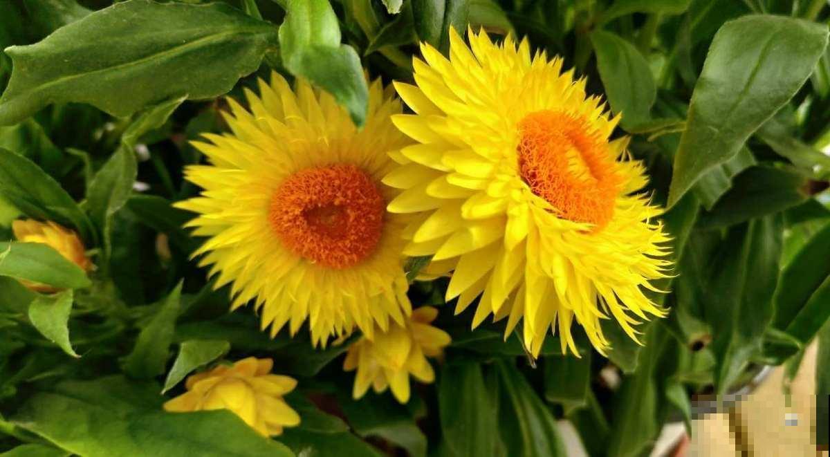 蜡菊被称为“永生花”,自带油画气质,花不谢根不烂,好看又好玩 蜡菊被称为“永生花”,自带油画气质,花不谢根不烂,好看又好玩