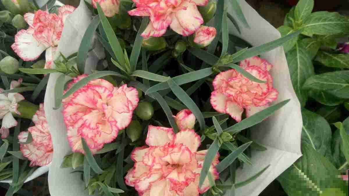 最能代表女人的4种花,千姿百态,哪种最符合你? 最能代表女人的4种花,千姿百态,哪种最符合你?