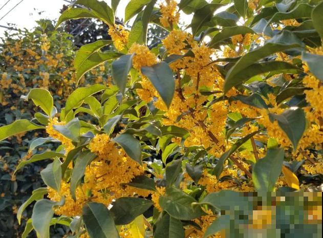 想要桂花一盆变多盆，枝条割一割，呼呼长根长得壮