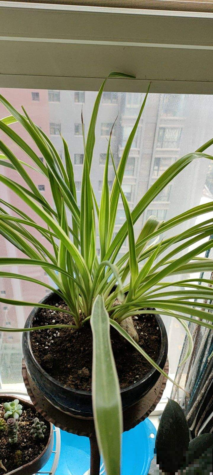 吊兰长得“半死不活”，狠心直接咔嚓掉，1个月疯长爆盆