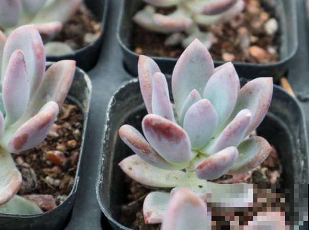 奥普琳娜与冬美人区别不开,快来看看这3点,轻松区分 奥普琳娜与冬美人区别不开,快来看看这3点,轻松区分