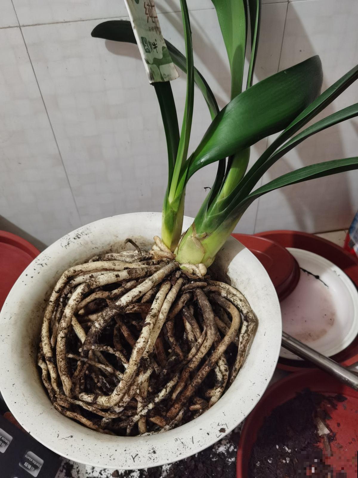 别买生根粉啦,4种方法在家就能做,不花一分钱 别买生根粉啦,4种方法在家就能做,不花一分钱