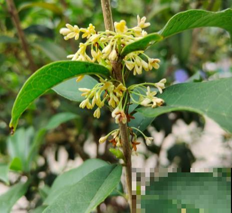 5种著名的“香水花”,满屋子都是香味,真是“活香水” 5种著名的“香水花”,满屋子都是香味,真是“活香水”