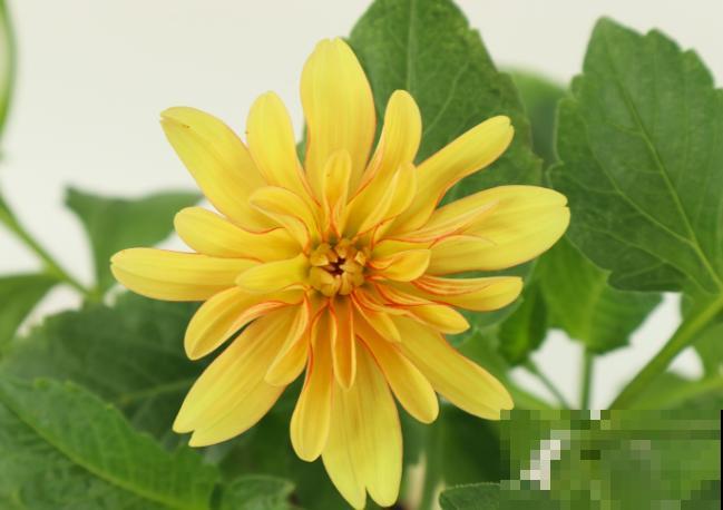 大丽花发芽后,注意这4点,轻松长出壮实苗 大丽花发芽后,注意这4点,轻松长出壮实苗