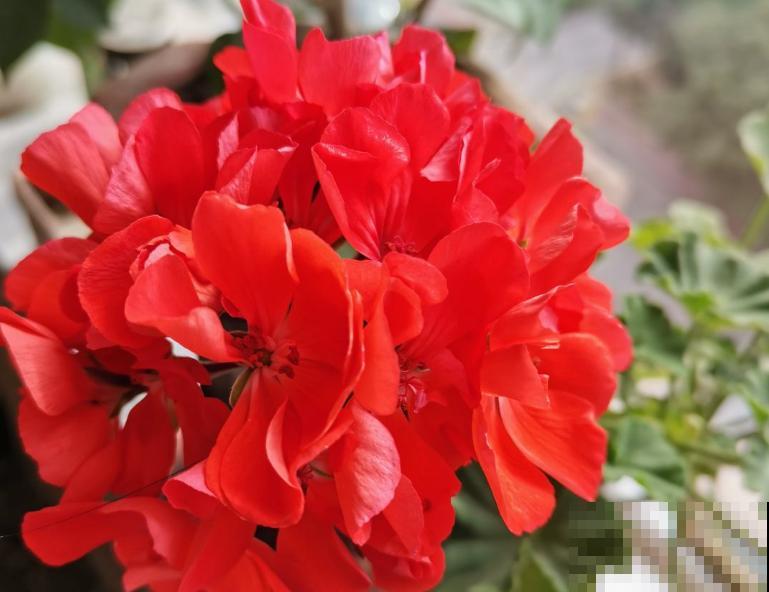 天竺葵叶子卷曲发黄，主要和这4点有关，注意好后期长势好