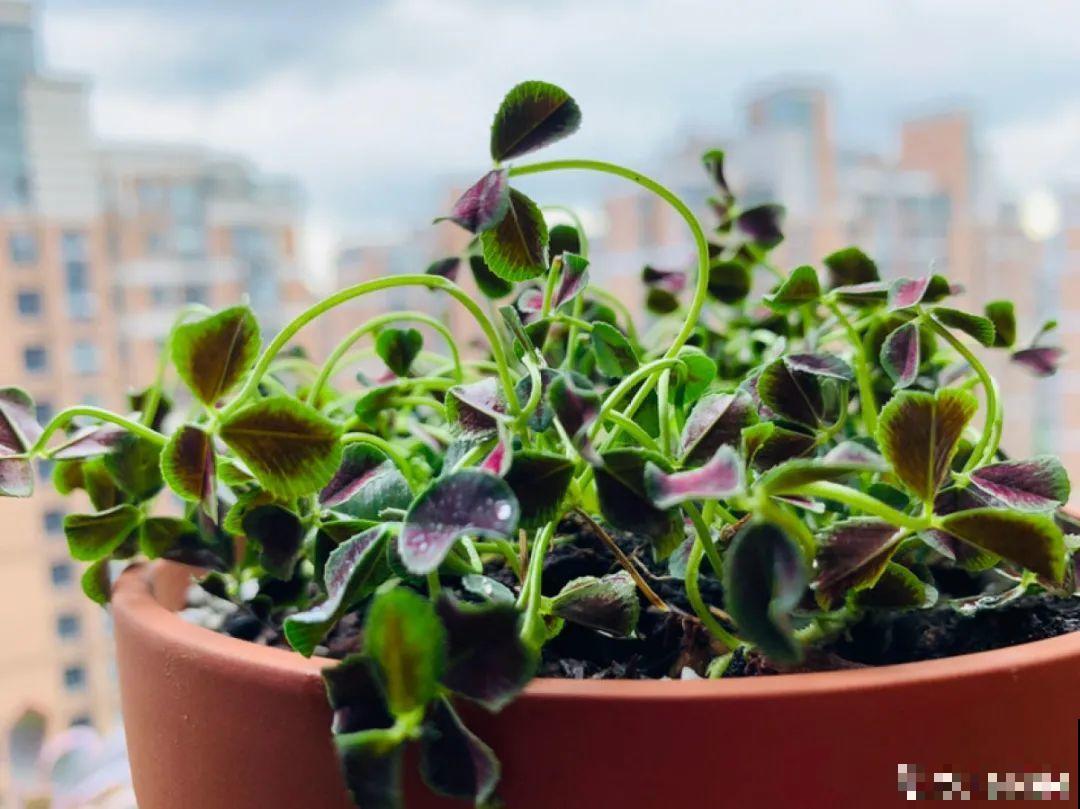 1种绿植叶子超美，活像水彩画，晒晒太阳就爆盆