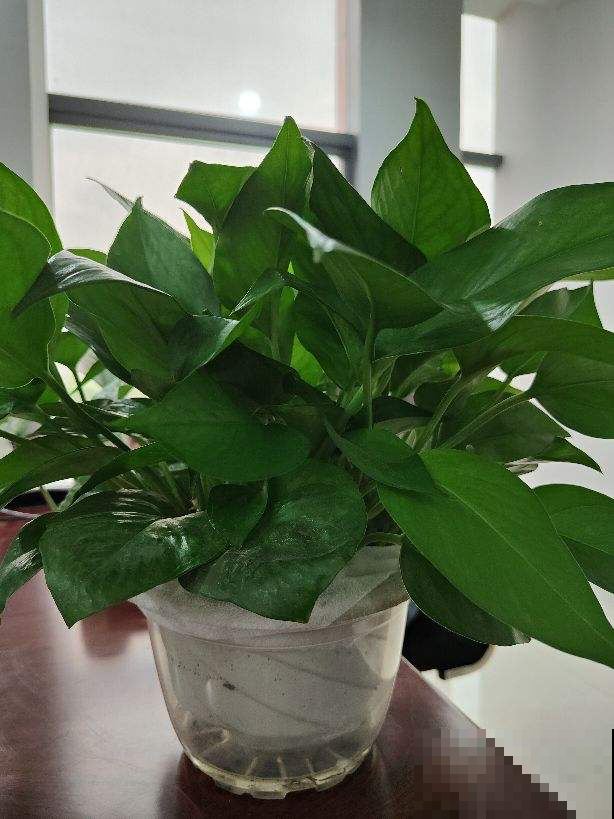 养绿萝出问题，大概因为这3点，一定要重视