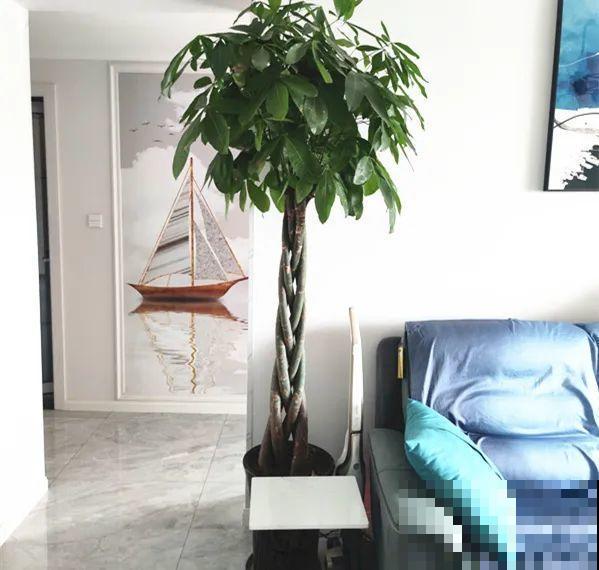 客厅养花别乱摆，选对位置，财运滚滚来！