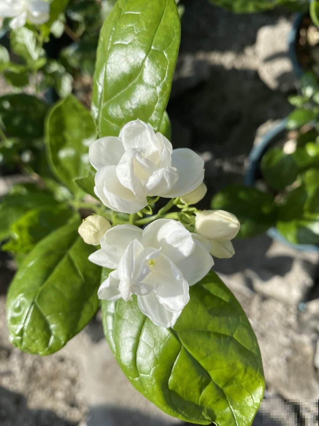 男人和女人,养花爱好大不同,看花就能看出性格 男人和女人,养花爱好大不同,看花就能看出性格