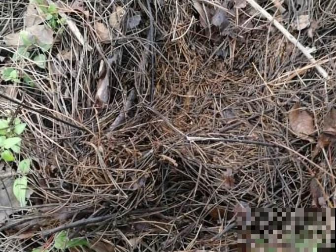 松树松针变黄，主要和这4点相关，赶紧养护起来