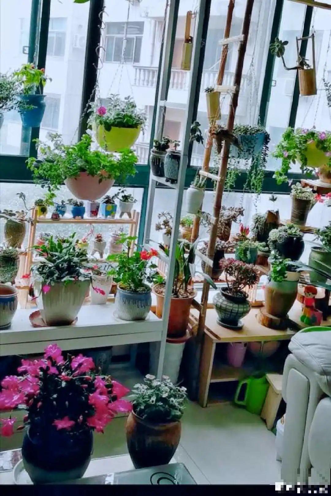 客厅养花别乱摆，选对位置，财运滚滚来！