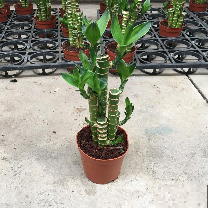 吉祥平安的观音竹，插水里呼呼长叶，还有健康好兆头