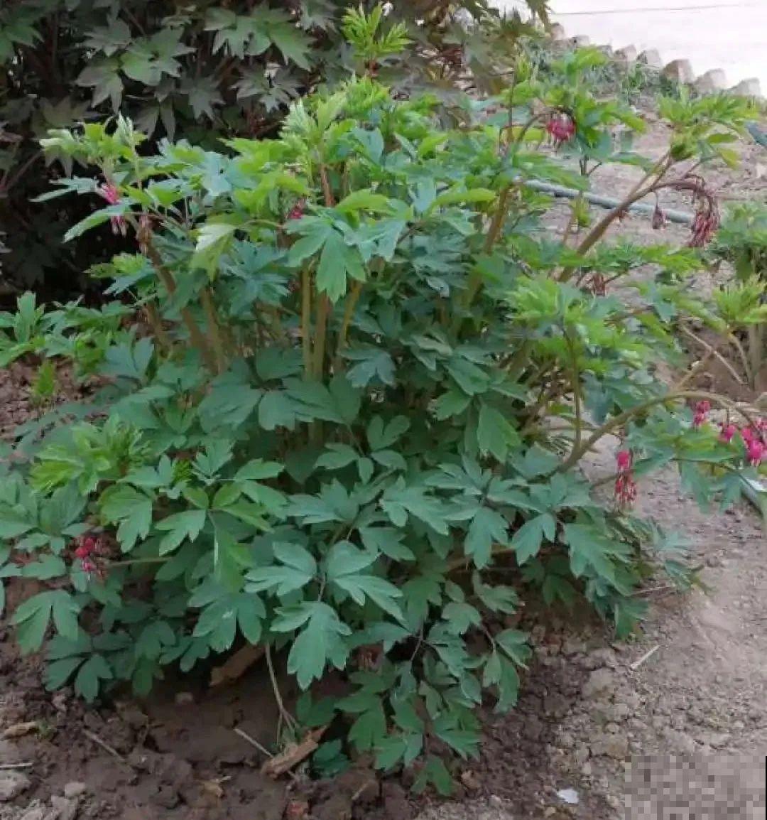 家里养盆荷包牡丹,荷包满满,富贵吉祥寓意好! 家里养盆荷包牡丹,荷包满满,富贵吉祥寓意好!