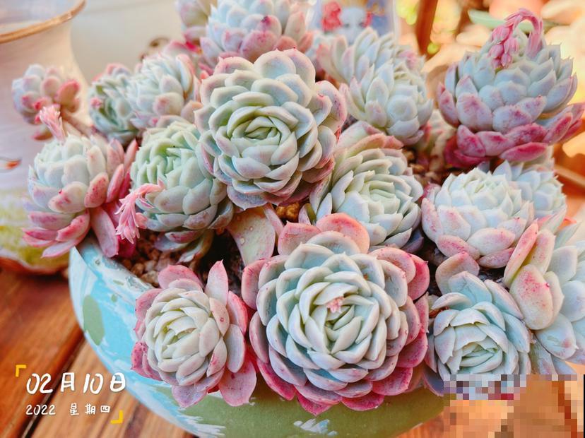 多肉植物有4个表现,说明已经“睡醒”,多晒太阳才长得壮 多肉植物有4个表现,说明已经“睡醒”,多晒太阳才长得壮