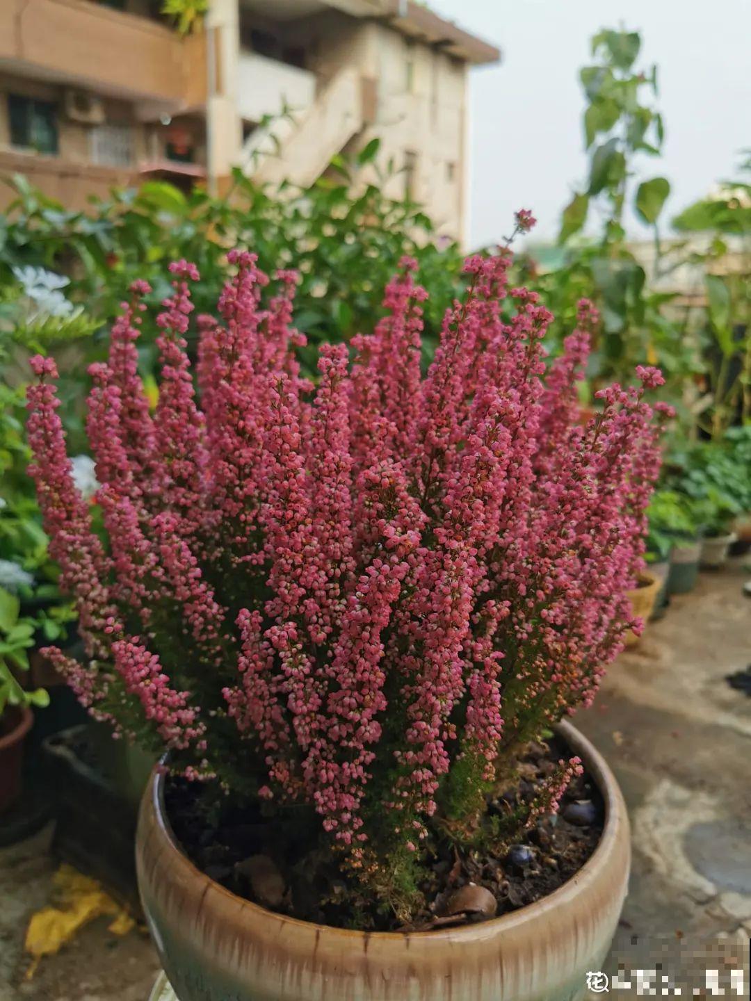 花68888元买棵桔子树，新年沾满“桔气”，来年“大吉大利”！