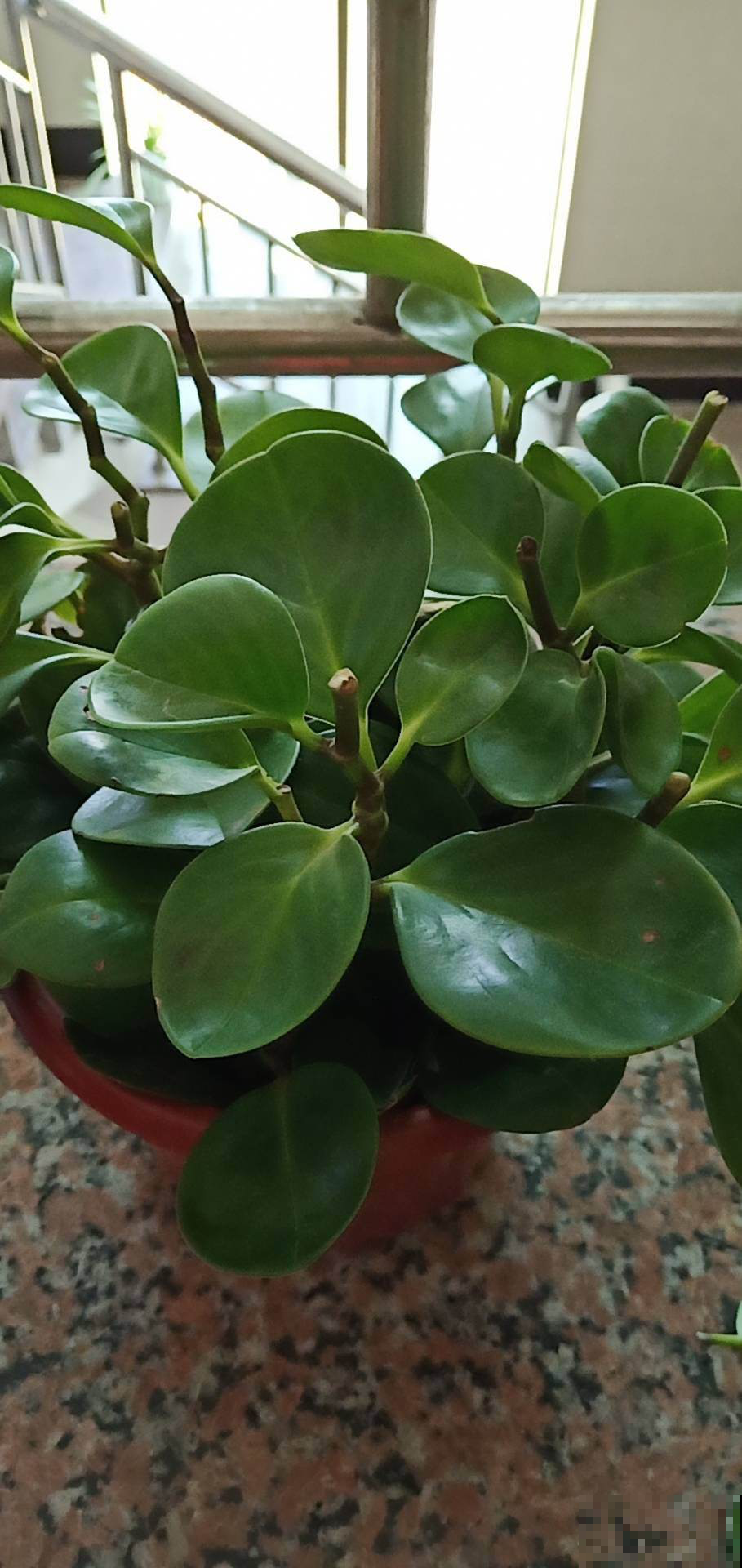 家养植物千千万,这30种都养过的,就是养花大神 家养植物千千万,这30种都养过的,就是养花大神