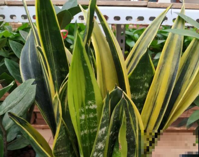 黄金虎皮兰要想黄腾腾,注意这4点,颜色更好看 黄金虎皮兰要想黄腾腾,注意这4点,颜色更好看