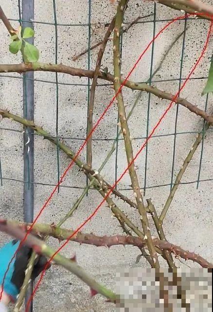 花园三剑客也要换盆,越冷长得越旺,明年呼呼开花 花园三剑客也要换盆,越冷长得越旺,明年呼呼开花