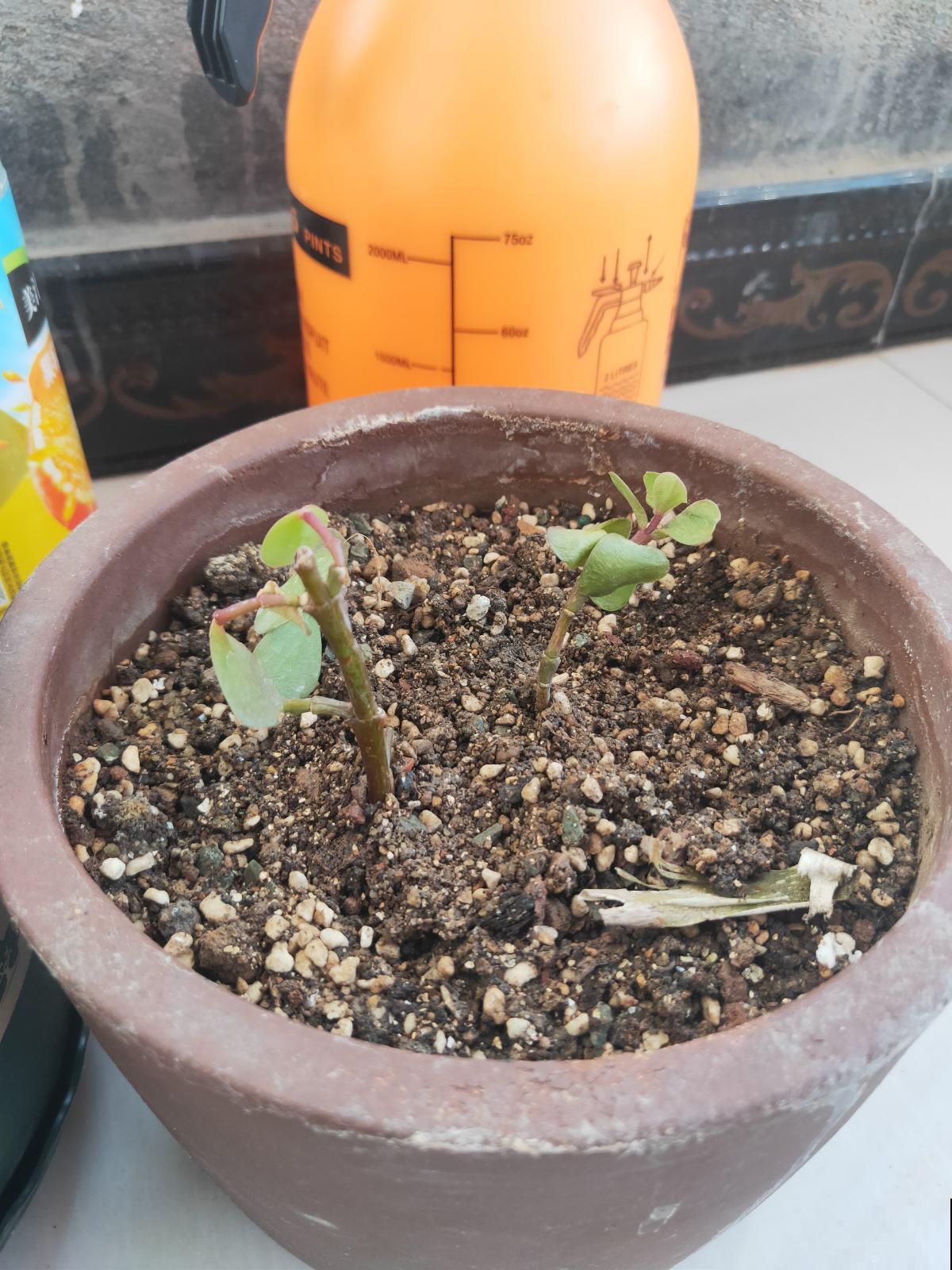 别买生根粉啦，4种方法在家就能做，不花一分钱