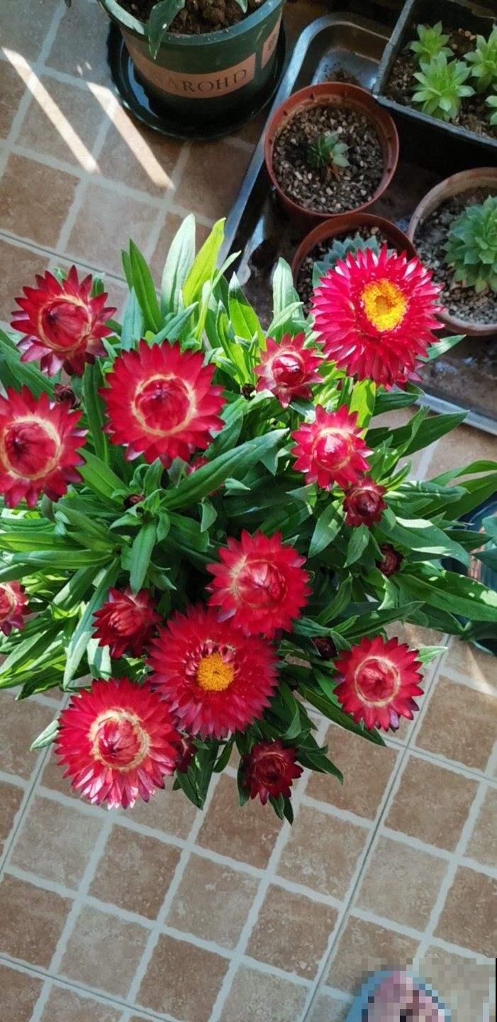 蜡菊被称为“永生花”,自带油画气质,花不谢根不烂,好看又好玩 蜡菊被称为“永生花”,自带油画气质,花不谢根不烂,好看又好玩