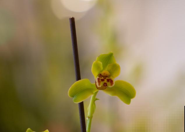兰花叶上有白色颗粒,可能是蚧壳虫,要想清除这3点要知道 兰花叶上有白色颗粒,可能是蚧壳虫,要想清除这3点要知道