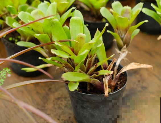 养殖植物，这5种生长调节剂的功效要了解，才能养好