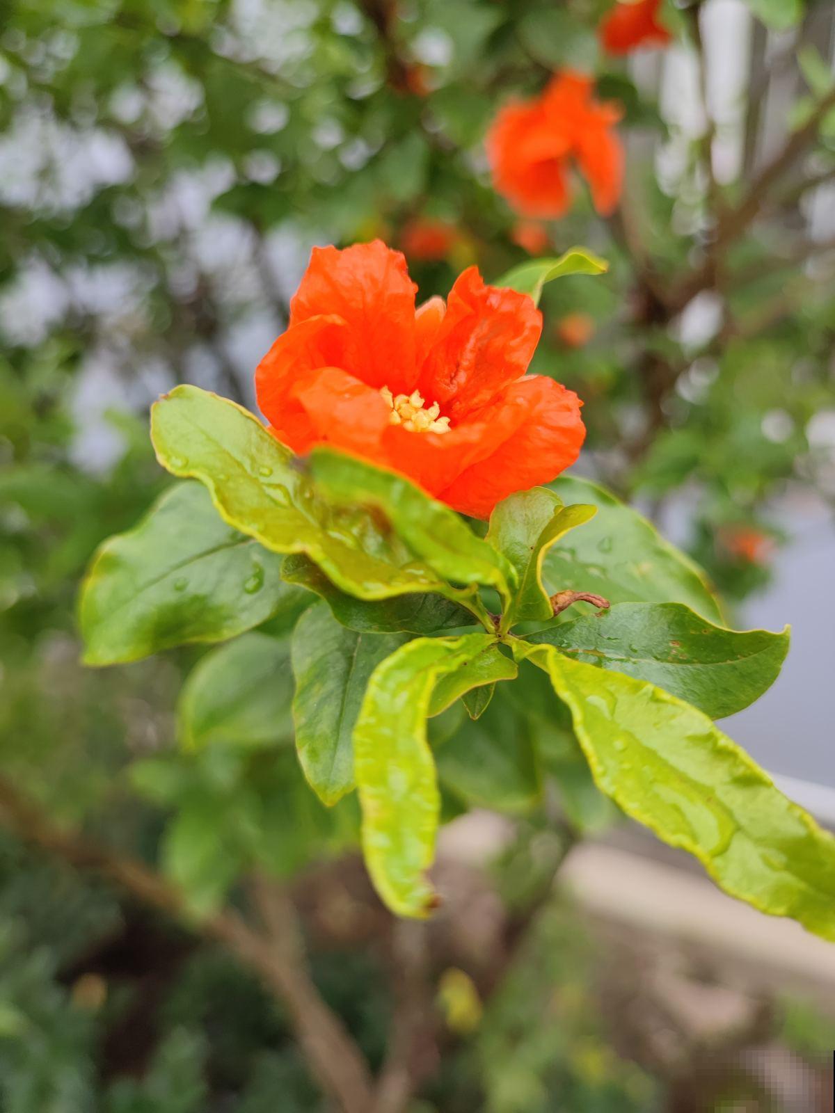 3种植物养家里，有福多、寿多、子多好兆头，从古至今都流行