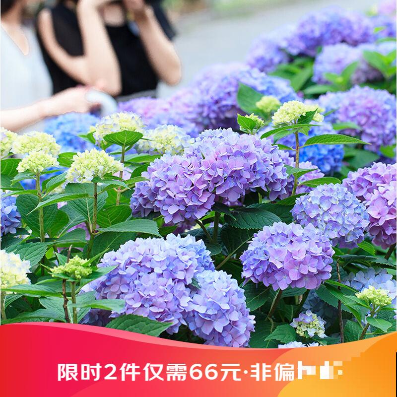 养无尽夏注意5要点，下个月就爆盆，花球比脸还大