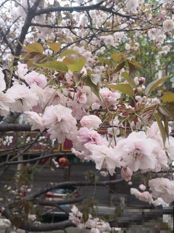 春天常见的樱花品种，每一种都仙气飘飘，呼呼开花摁不住