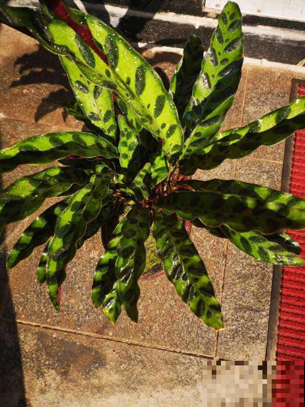 光线不好，养这4种花，颜值超高，还巨耐阴