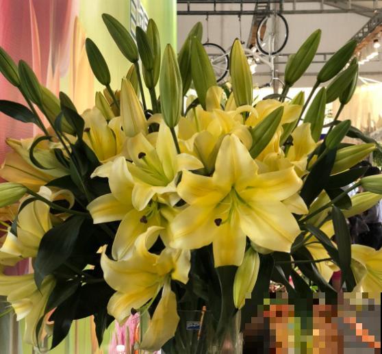 一个“蒜头”种土里，一个月长出“壮笋芽”，开花满屋子香味