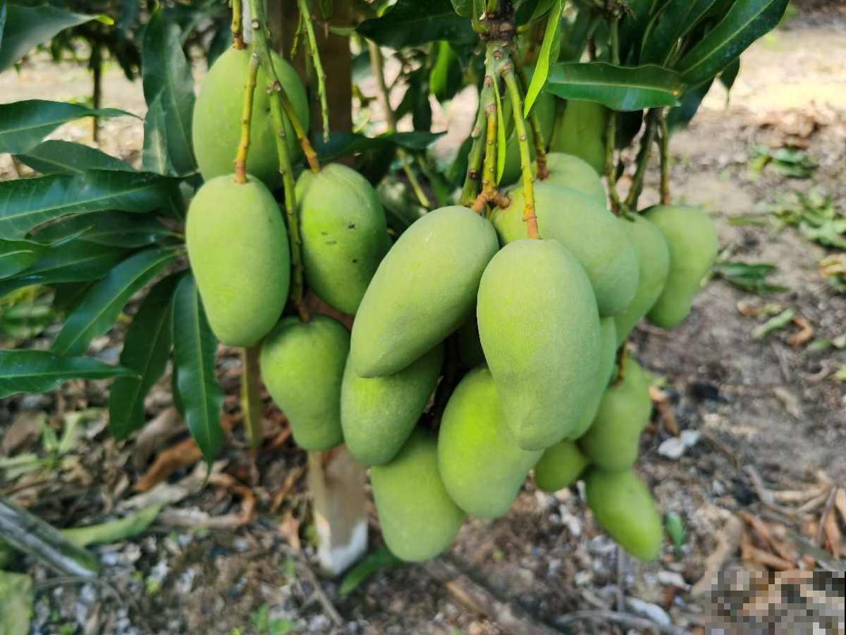 南方烂大街的花，在北方可真难养，心累