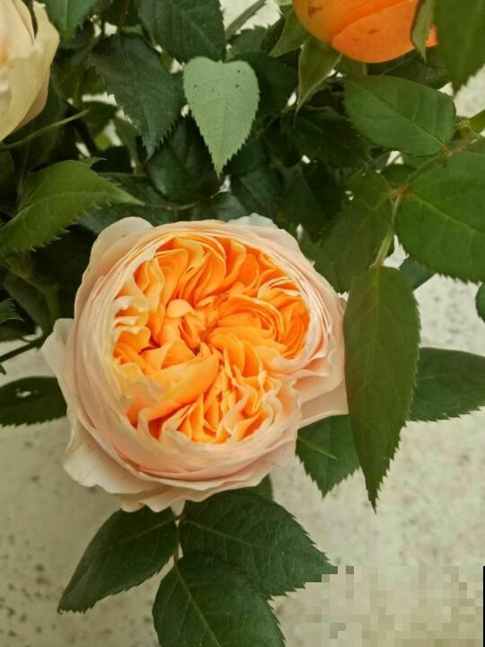 8种有毒花,养护需要远离卧室,对健康不好 8种有毒花,养护需要远离卧室,对健康不好