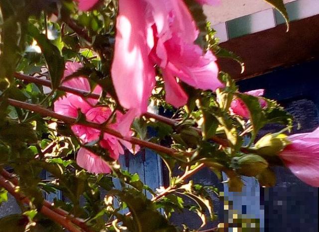 夏天养殖木槿花，注意这5点，以免出现问题