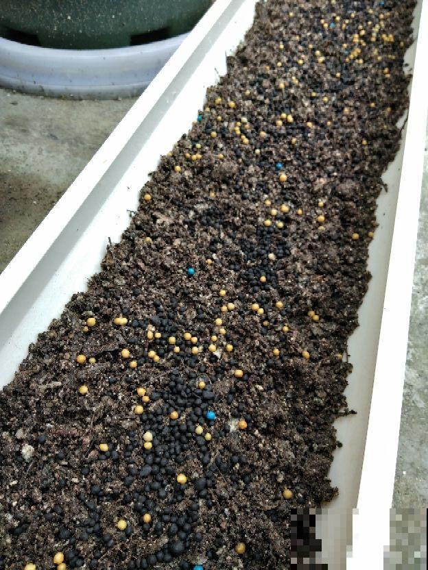 羊粪松土鸡粪上劲，养花要记住的口诀，记住了你也能养好花