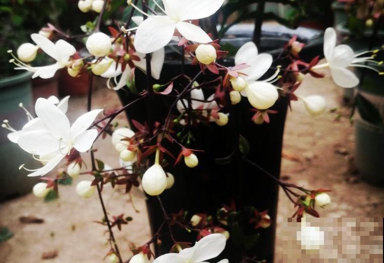 垂丝茉莉要想早点开花，注意这3点，一两年苗也能开花