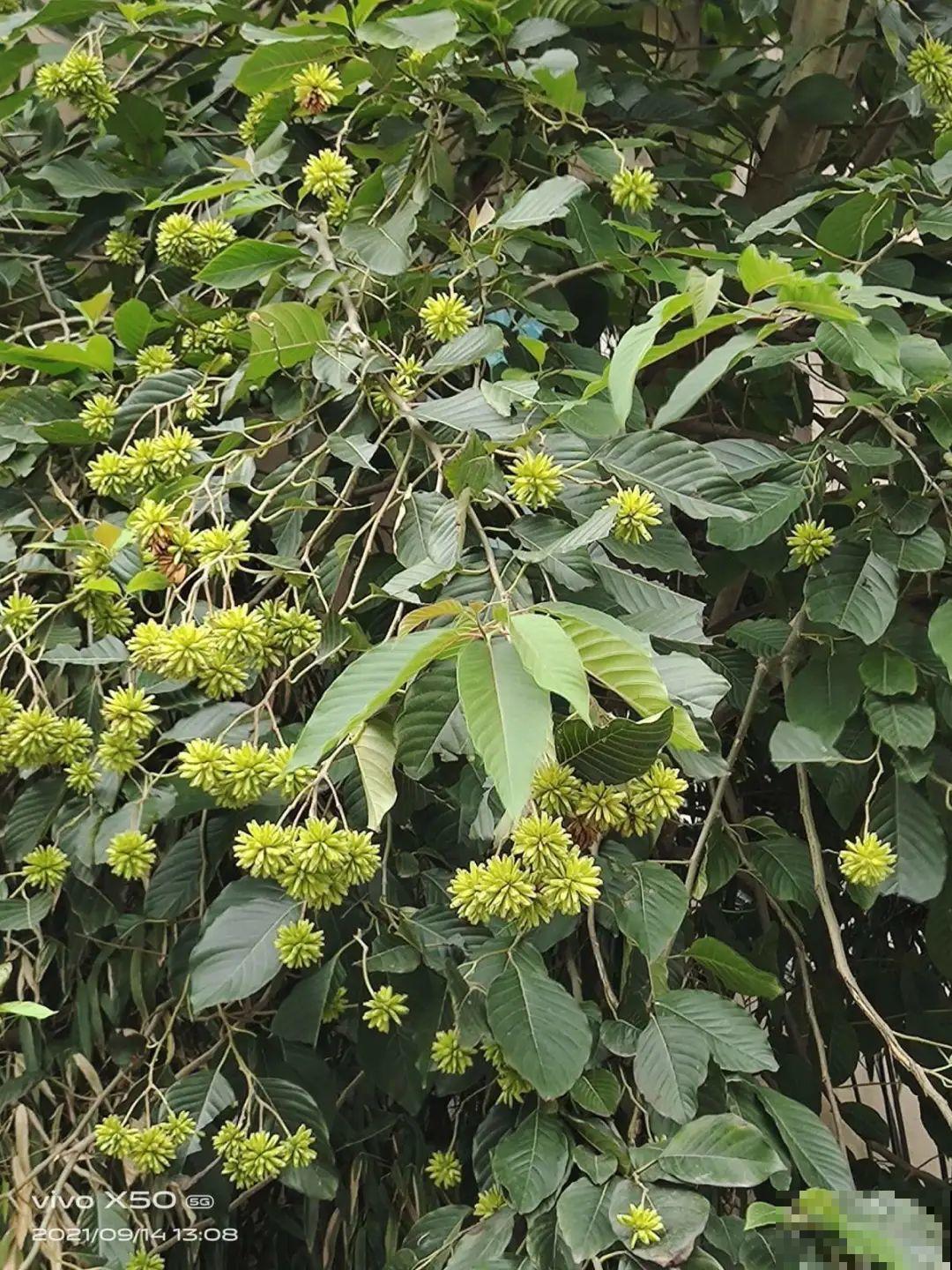 7种花不能买，触犯法律了不得，买了给自己惹麻烦