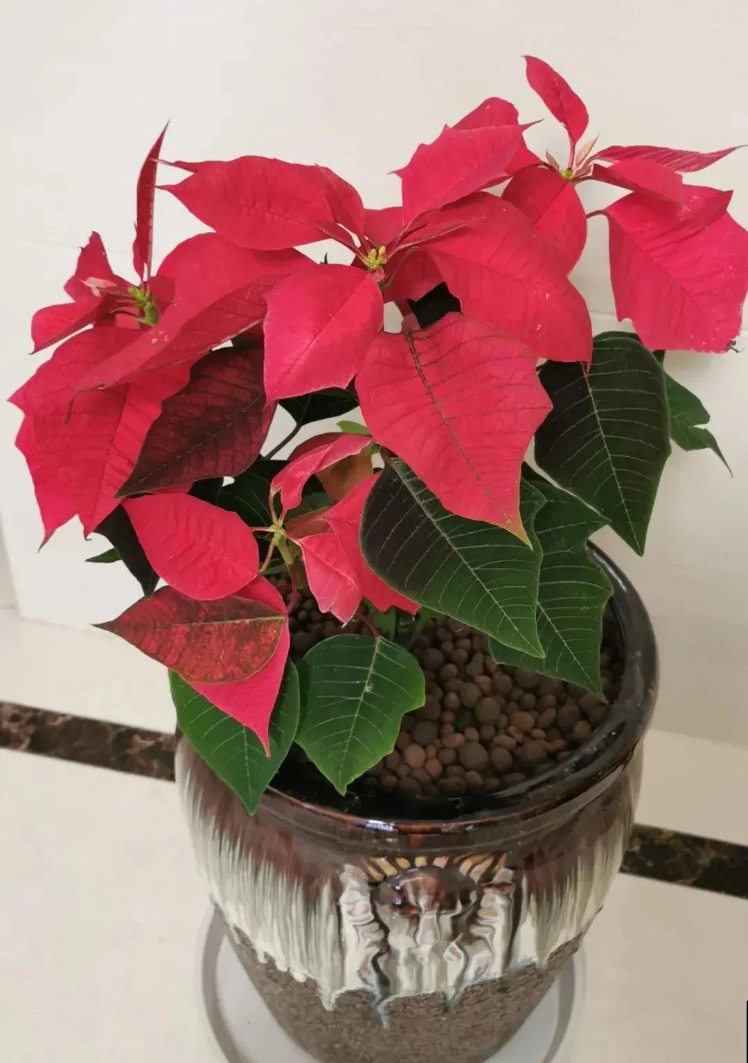 花68888元买棵桔子树，新年沾满“桔气”，来年“大吉大利”！