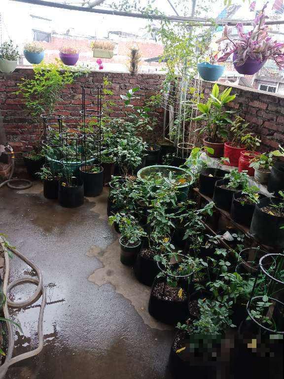 本来有个一楼院子，后来因养花换成天台，真是后悔