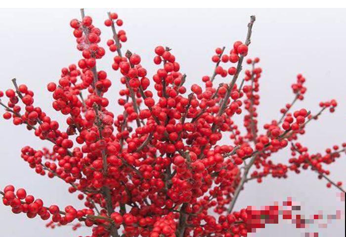 价格昂贵的北美冬青,养殖注意这3点,养护变简单 价格昂贵的北美冬青,养殖注意这3点,养护变简单