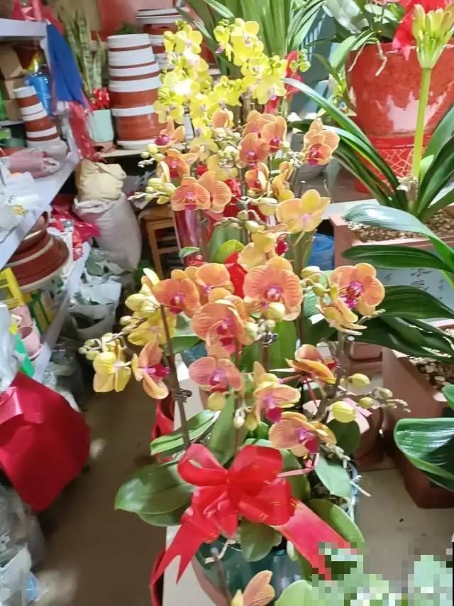 年前不敢买的“贵货花”，现在捡漏，价格低到“不可思议”