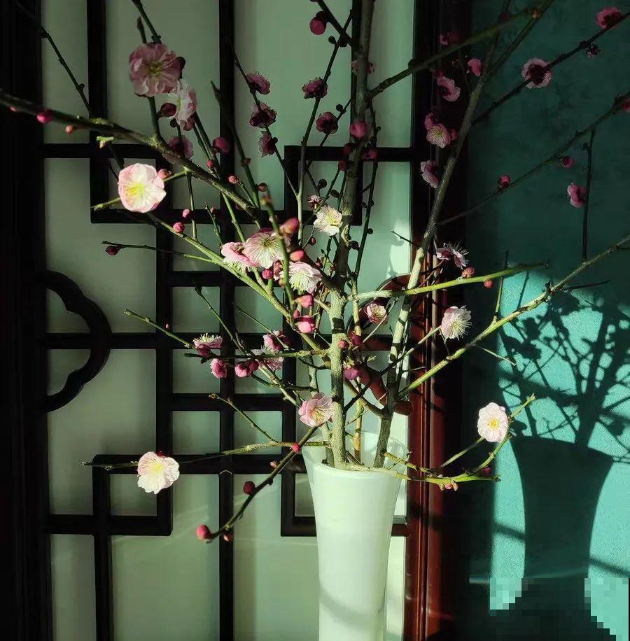 1种花剪几根枝,插水里3天就开花,迎春报喜,花香四溢 1种花剪几根枝,插水里3天就开花,迎春报喜,花香四溢