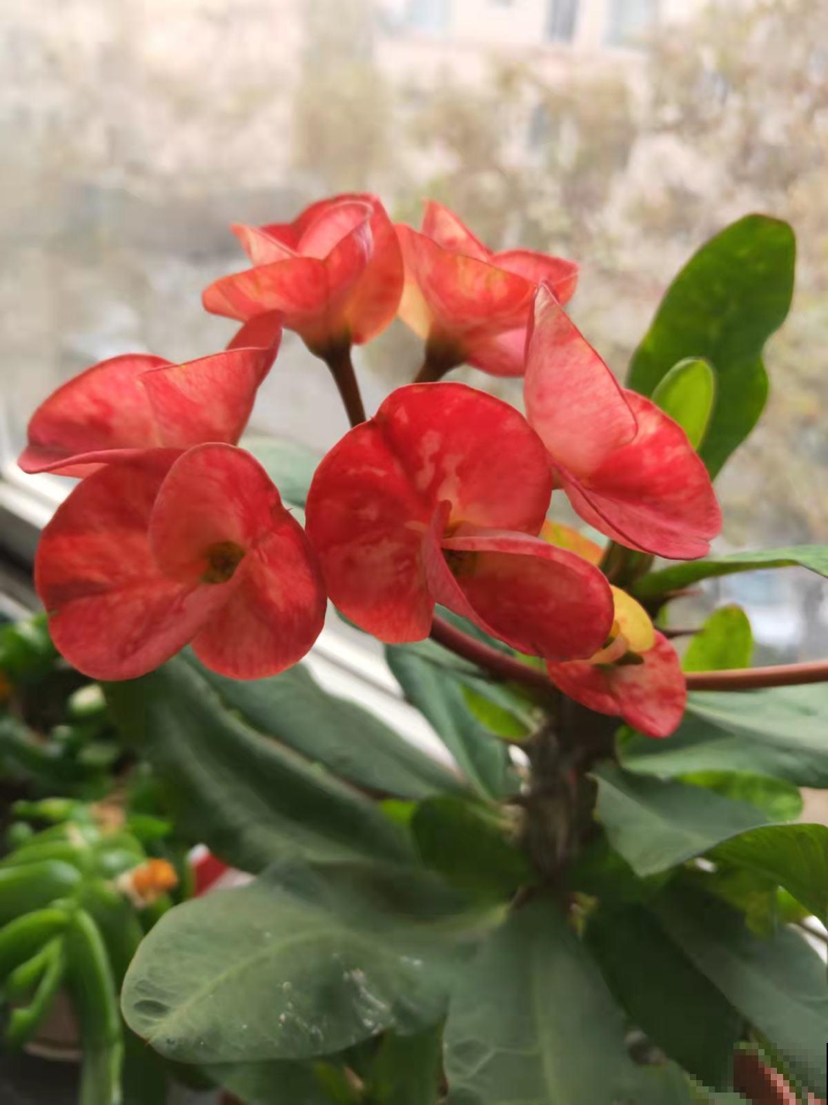 想在家里打造一个小花园，这6个方法要收藏，家里也变小花园