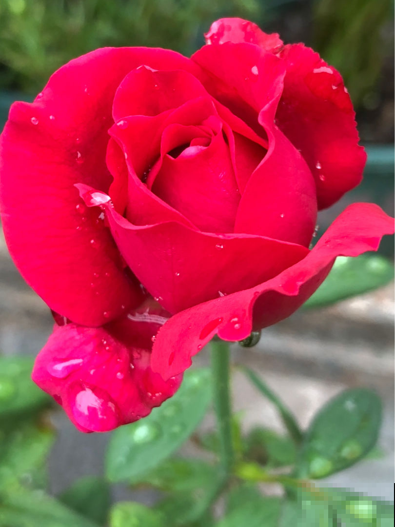 女人如玫瑰，每天用点玫瑰花，养颜养身体